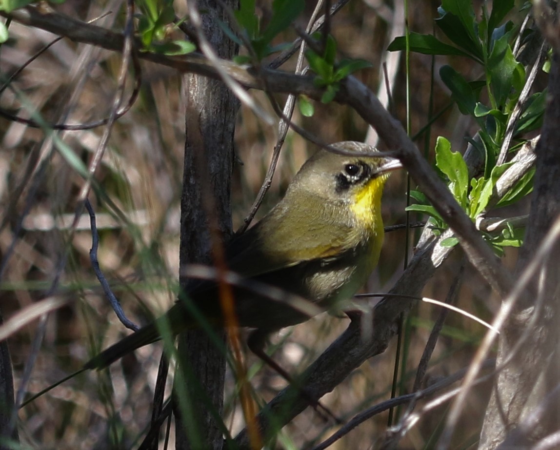 Common Yellowthroat - ML171470561