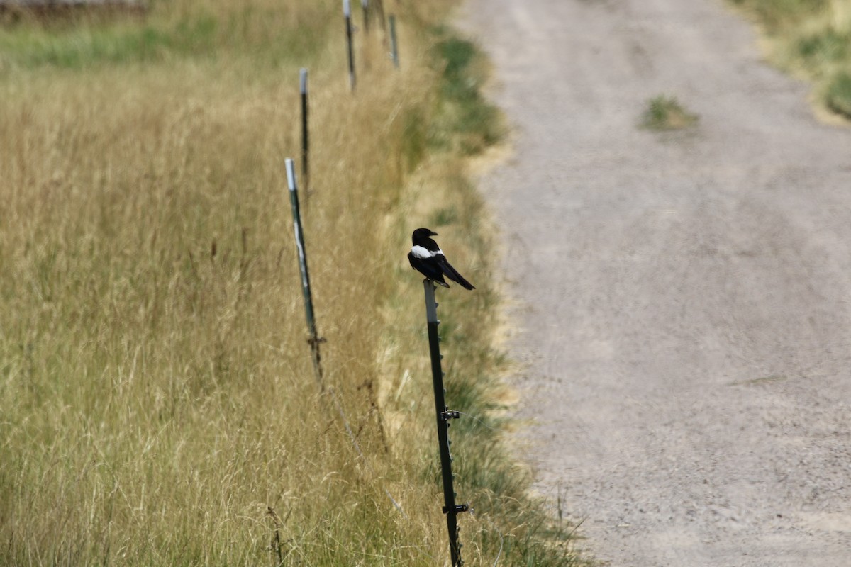 Black-billed Magpie - ML171471831