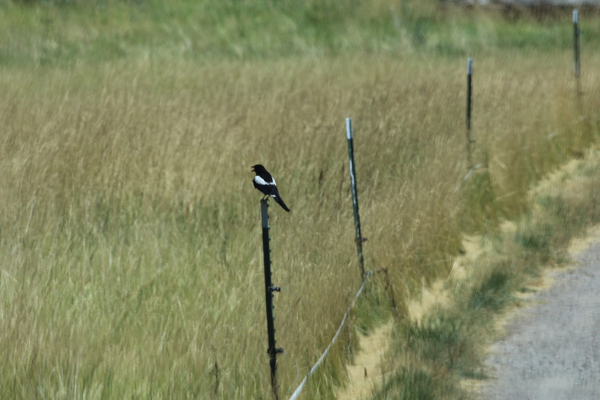 Black-billed Magpie - ML171471841