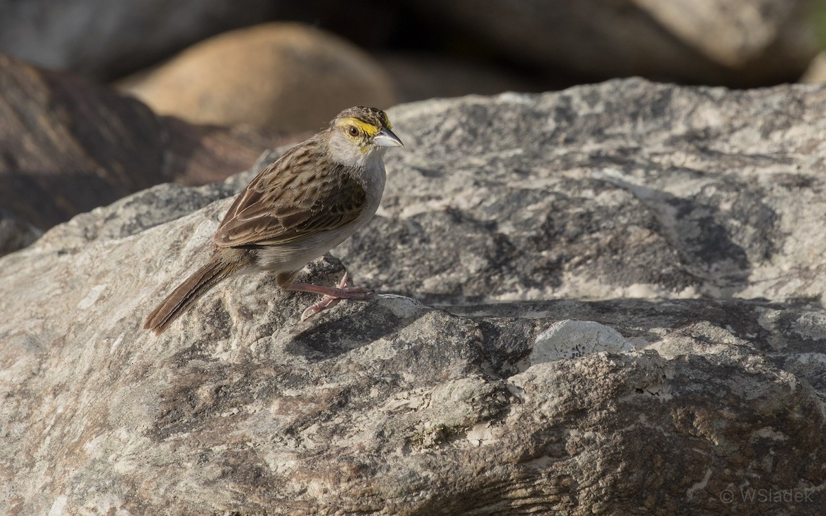 Yellow-browed Sparrow - ML171472091