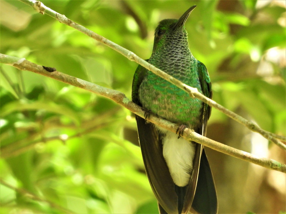 Blue-chested Hummingbird - Janet Cook