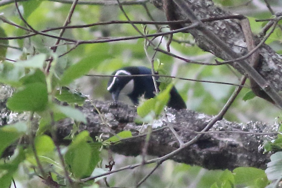 White-throated Jay - ML171472731