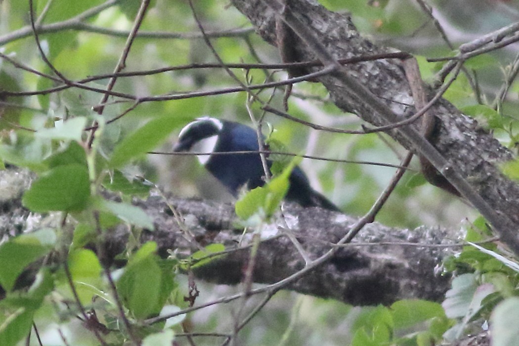 White-throated Jay - ML171472741