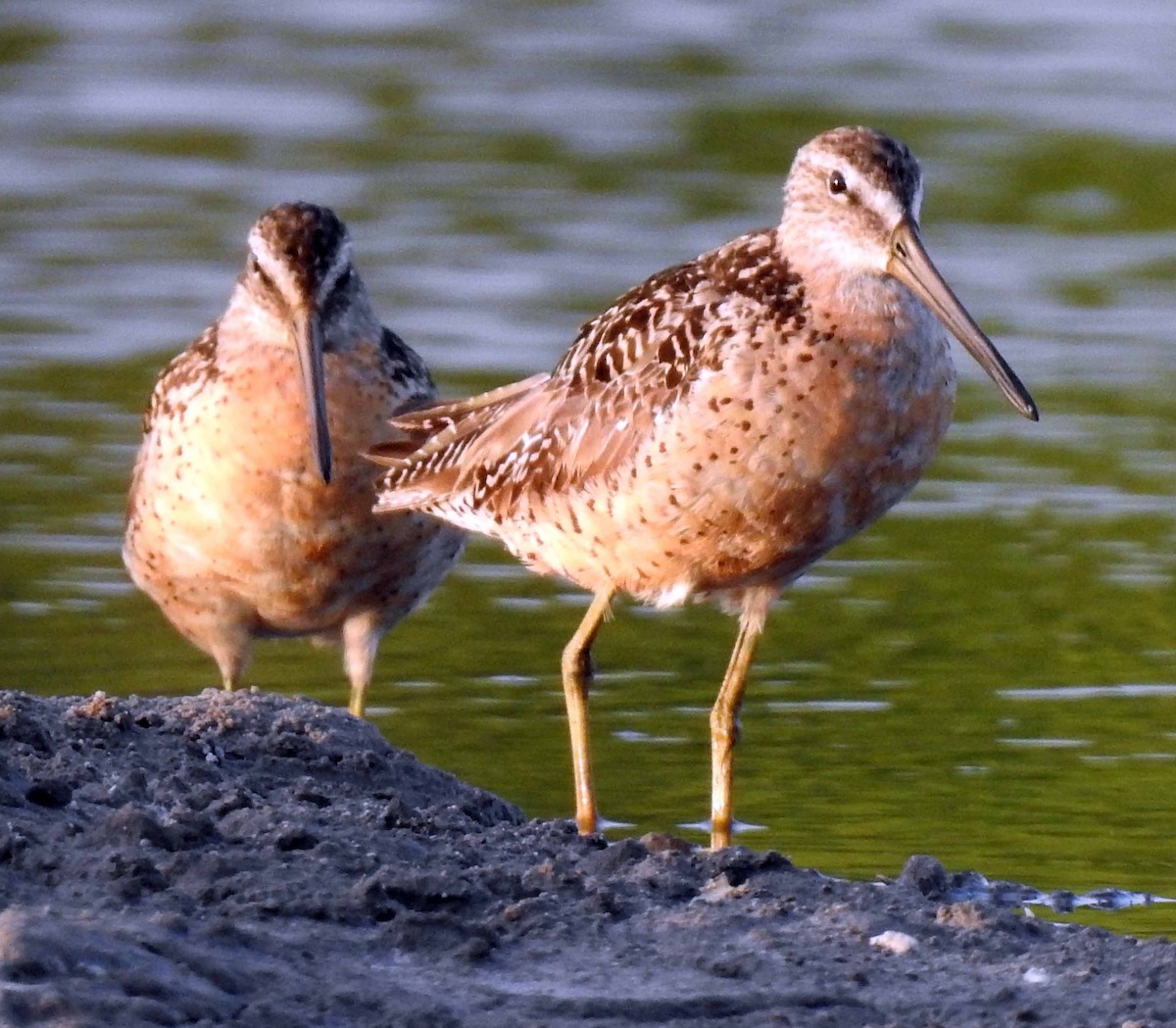 Short-billed Dowitcher - Danilo Moreno