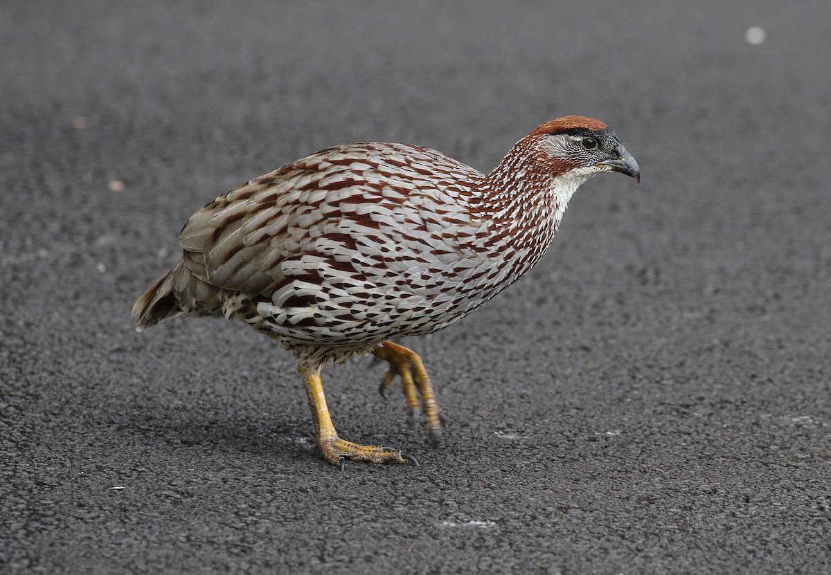 Erckel's Spurfowl - ML171472791