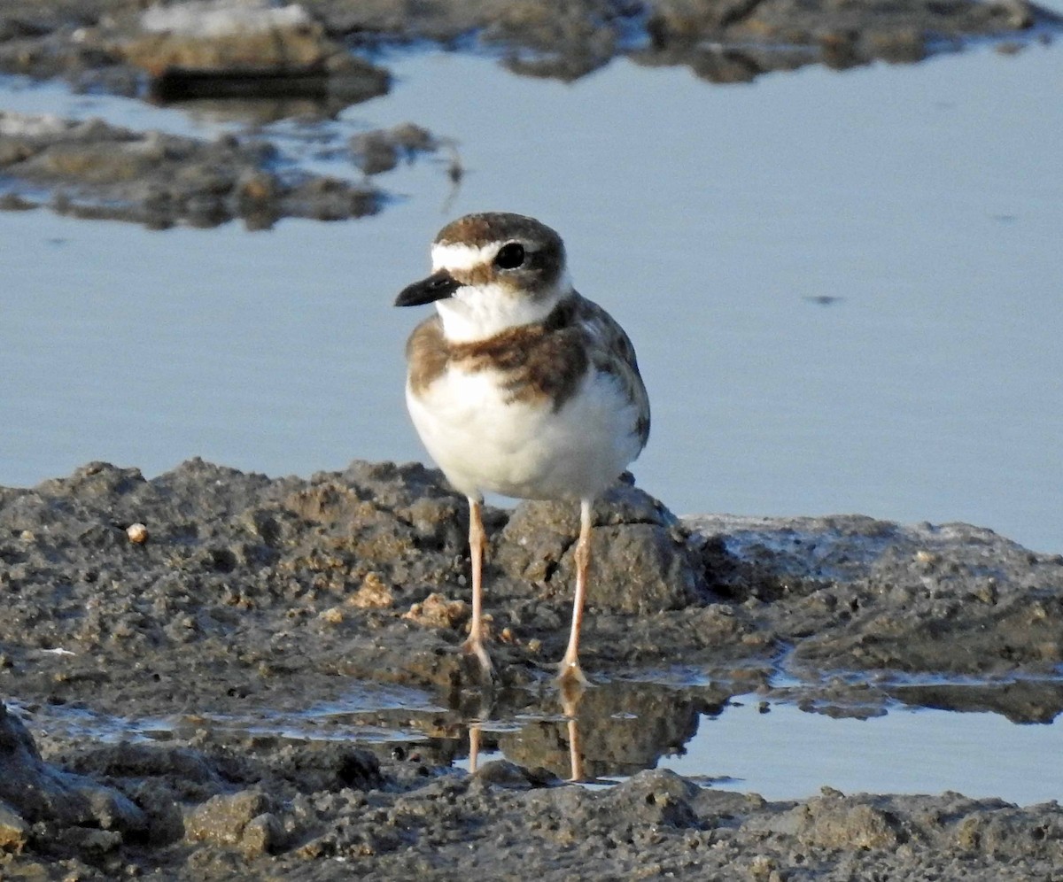 Wilson's Plover - ML171473351