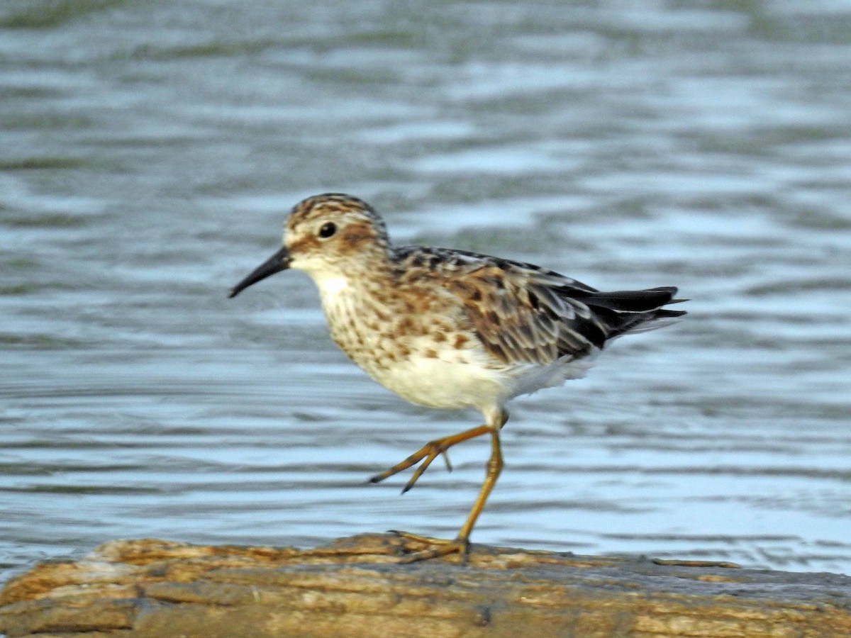 Wiesenstrandläufer - ML171473391