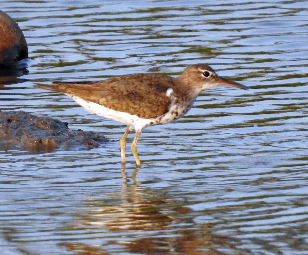 Spotted Sandpiper - ML171473651