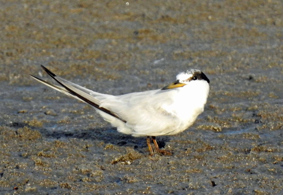 Least Tern - ML171473981