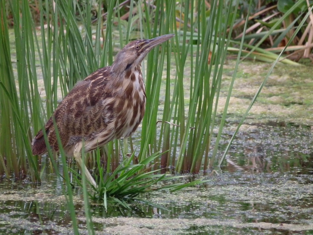 American Bittern - ML171474171