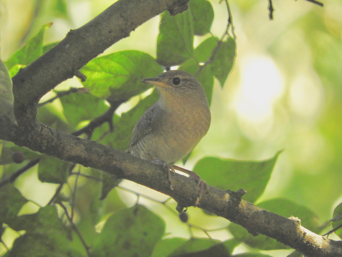 House Wren - ML171475171