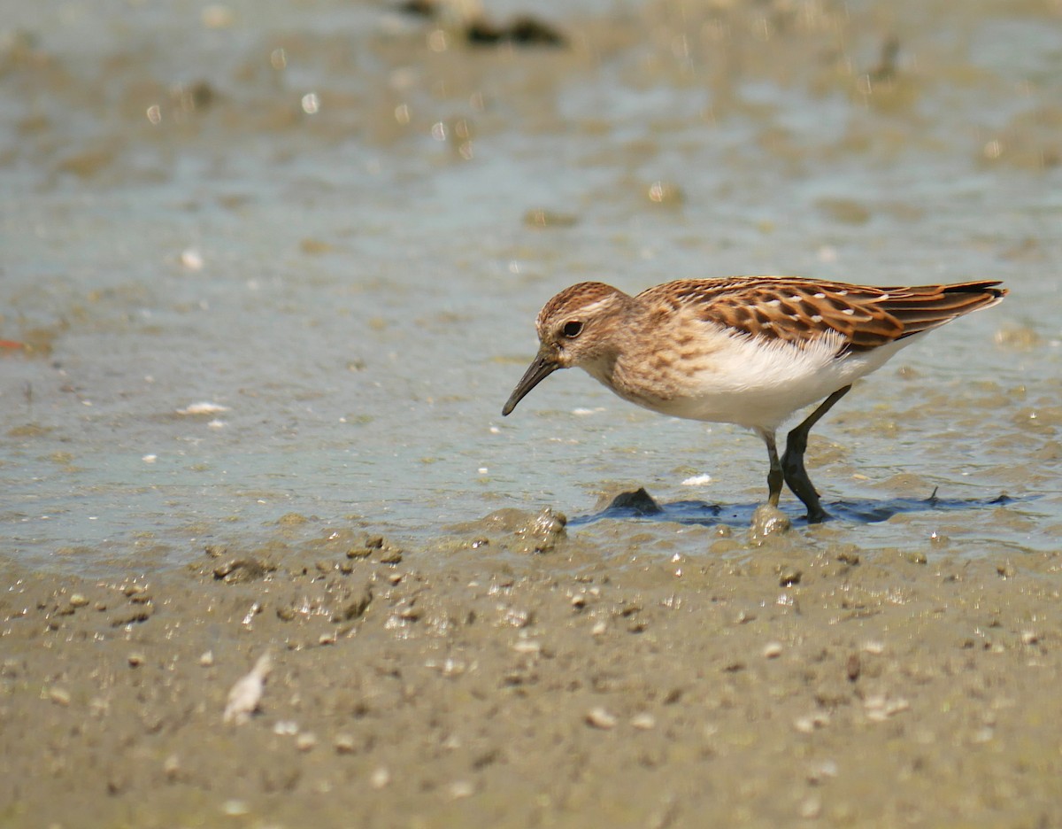 Least Sandpiper - ML171476141