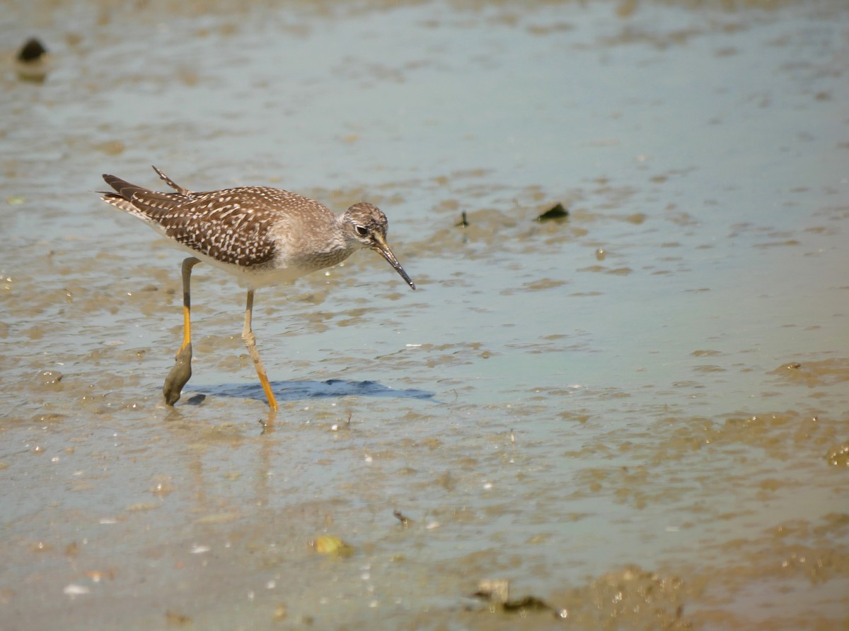 Lesser Yellowlegs - ML171476651