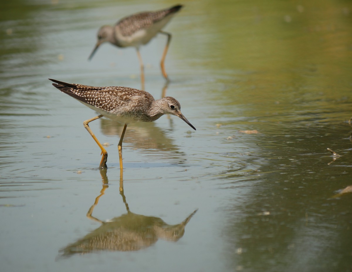 Lesser Yellowlegs - ML171476661