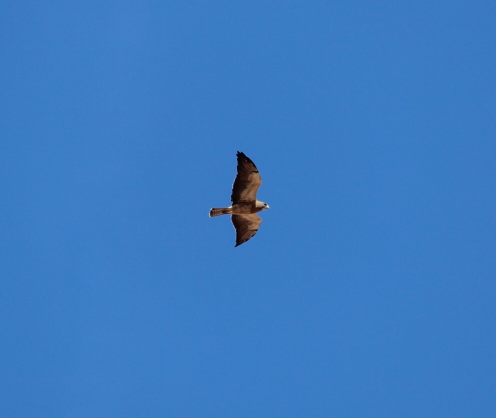 Swainson's Hawk - Paul 🐈🔭🦜 Rodríguez @elpuma