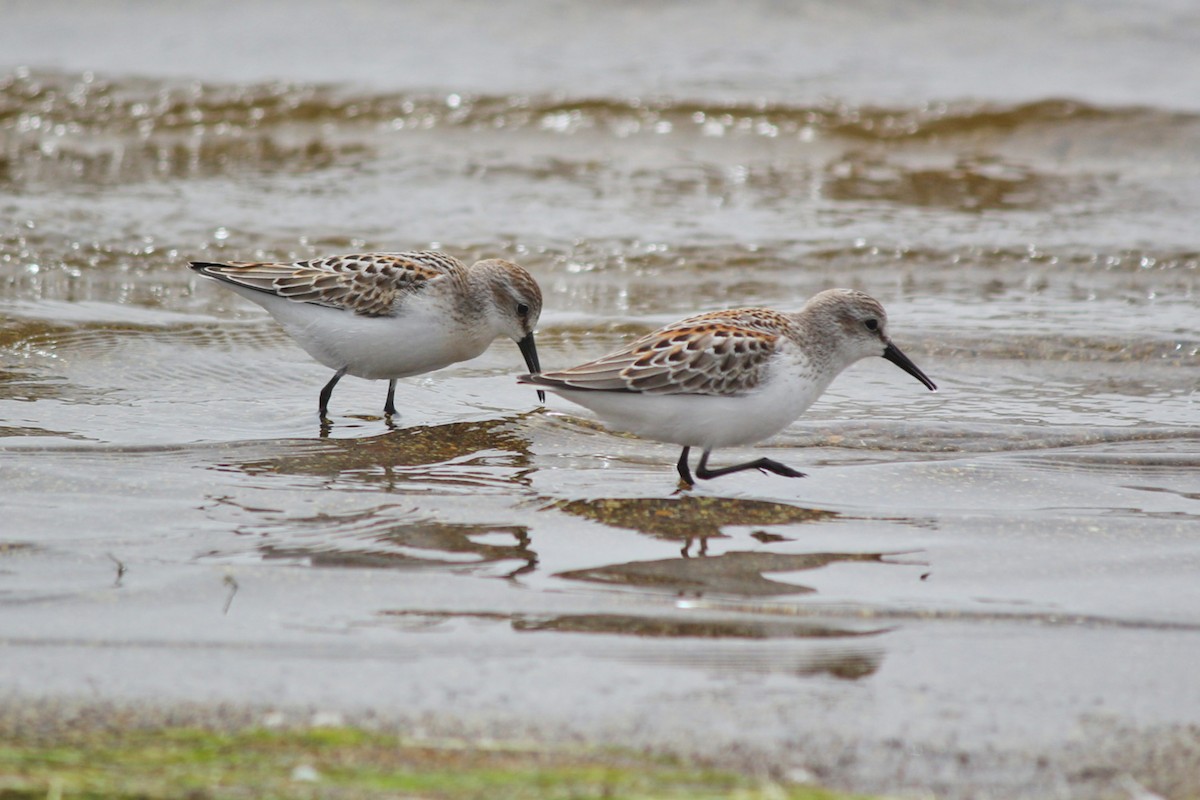 Western Sandpiper - I'm Birding Right Now (Teresa & Miles Tuffli)