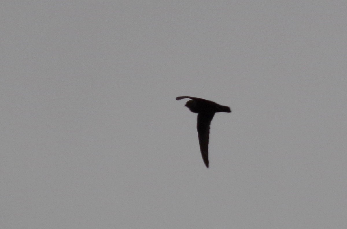 Black Swift - ML171478691