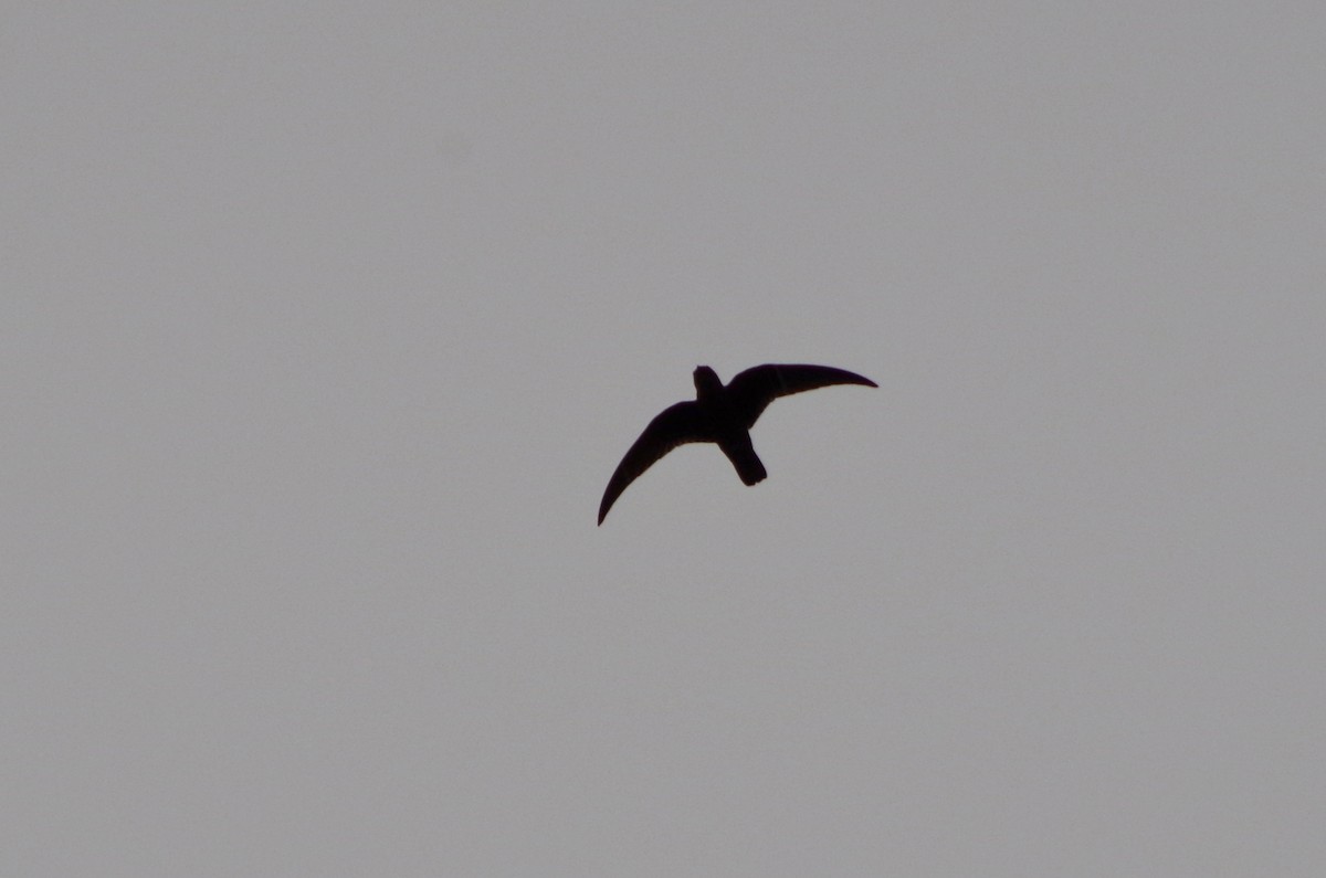 Black Swift - ML171478701