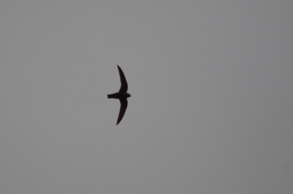 Black Swift - ML171478711