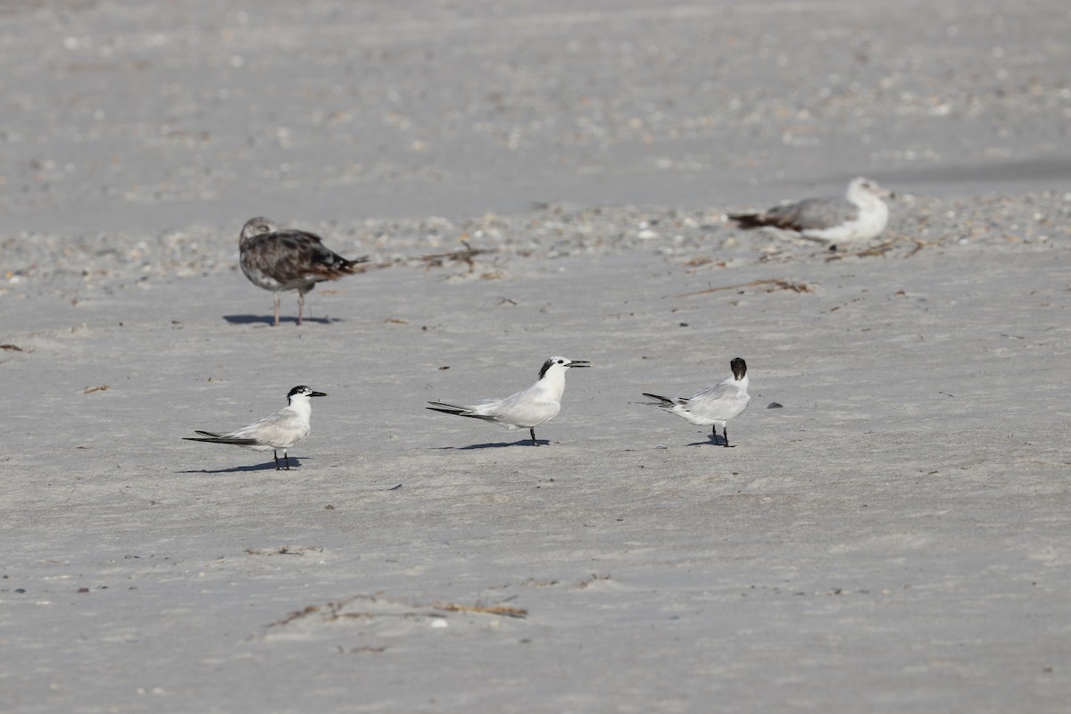 Sandwich Tern - K Dean Edwards