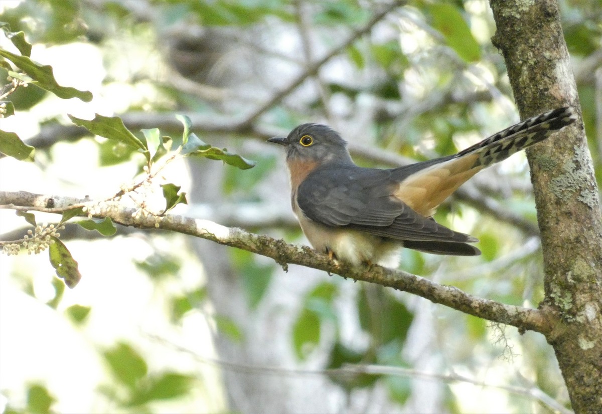 Fan-tailed Cuckoo - ML171479071