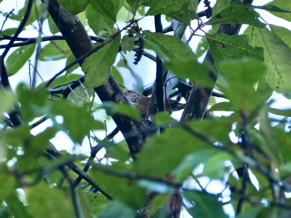 Sinaloa Wren - Neil Broekhuizen