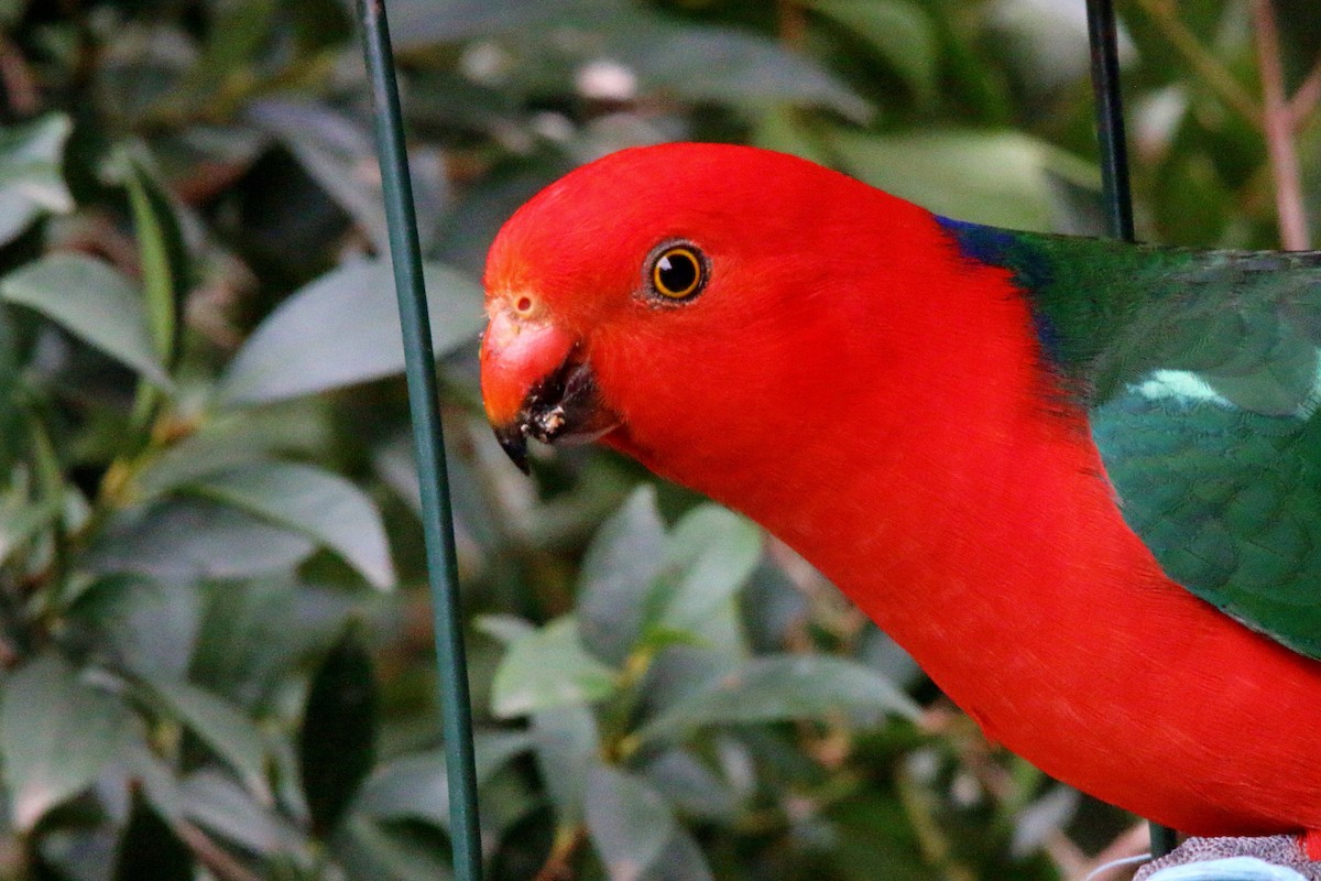 キンショウジョウインコ - ML171483121