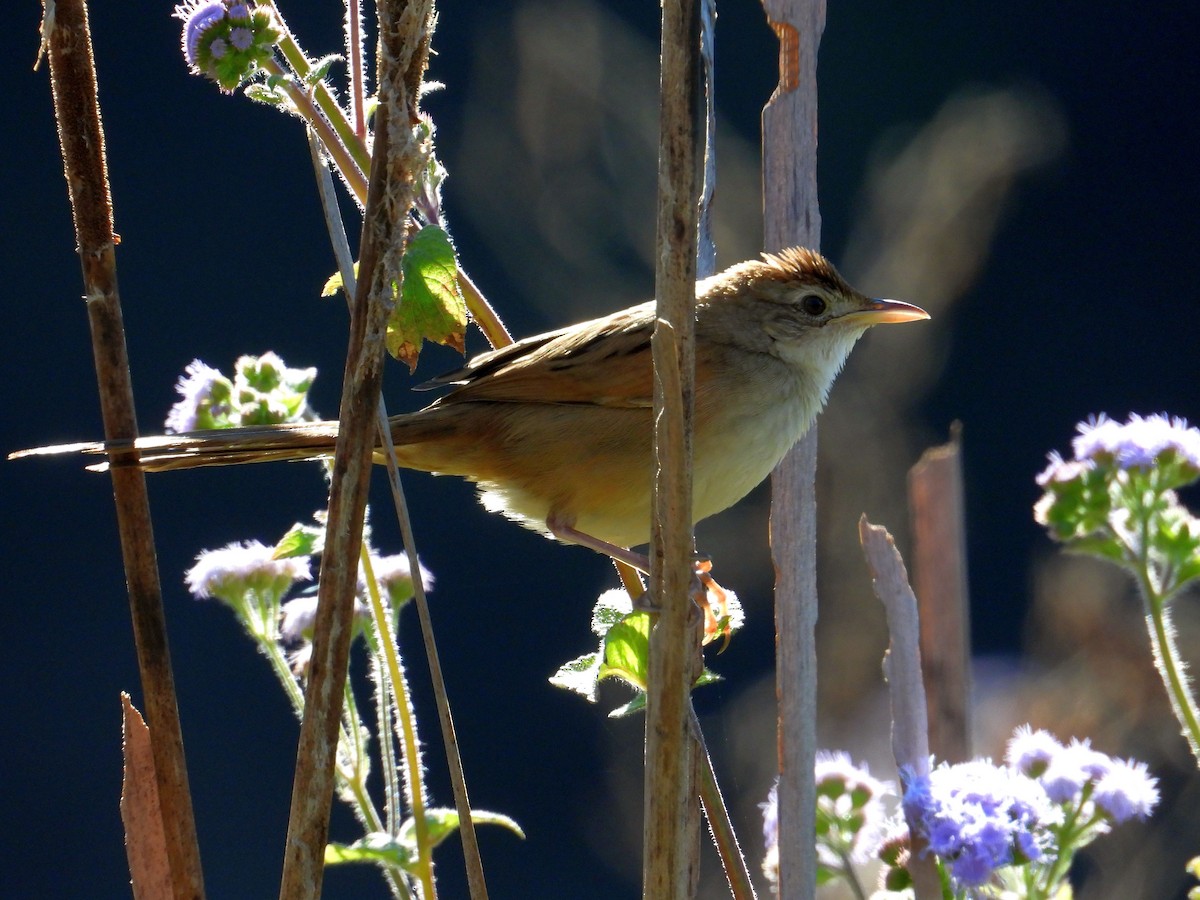 Tawny Grassbird - ML171483881