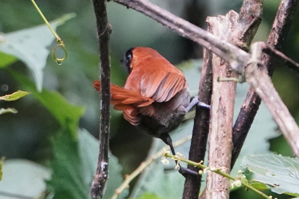 Black-faced Rufous-Warbler - Annette Teng