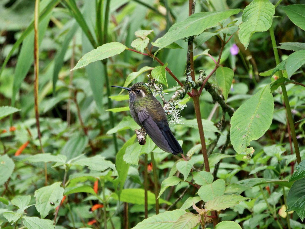 kolibřík ametystohrdlý (ssp. margaritae) - ML171484721