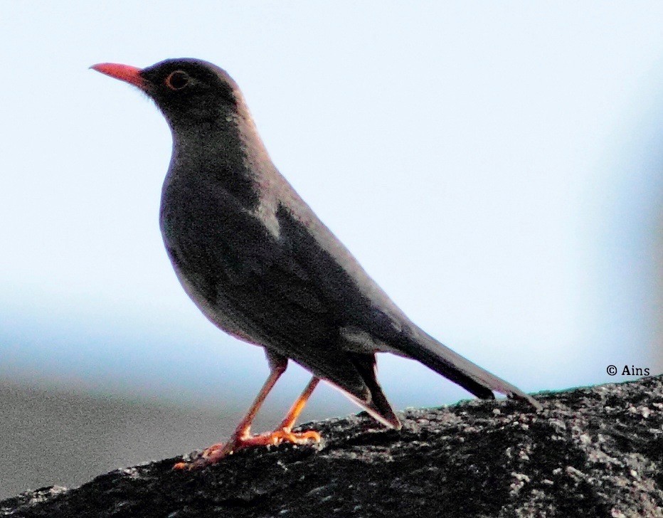 Indian Blackbird - Ains Priestman