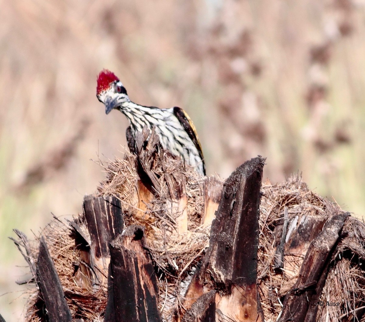 White-naped Woodpecker - ML171487281