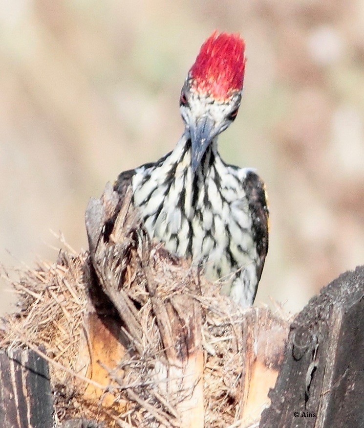 White-naped Woodpecker - ML171487291