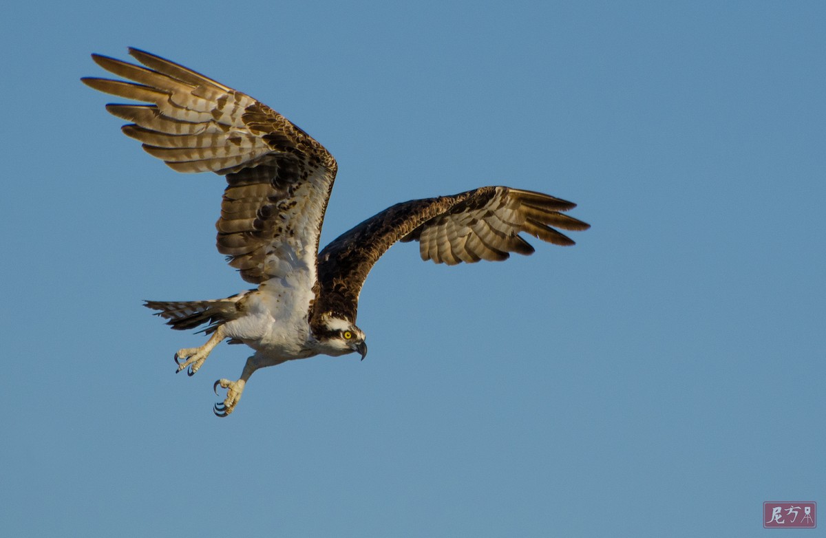 Osprey - ML171487331