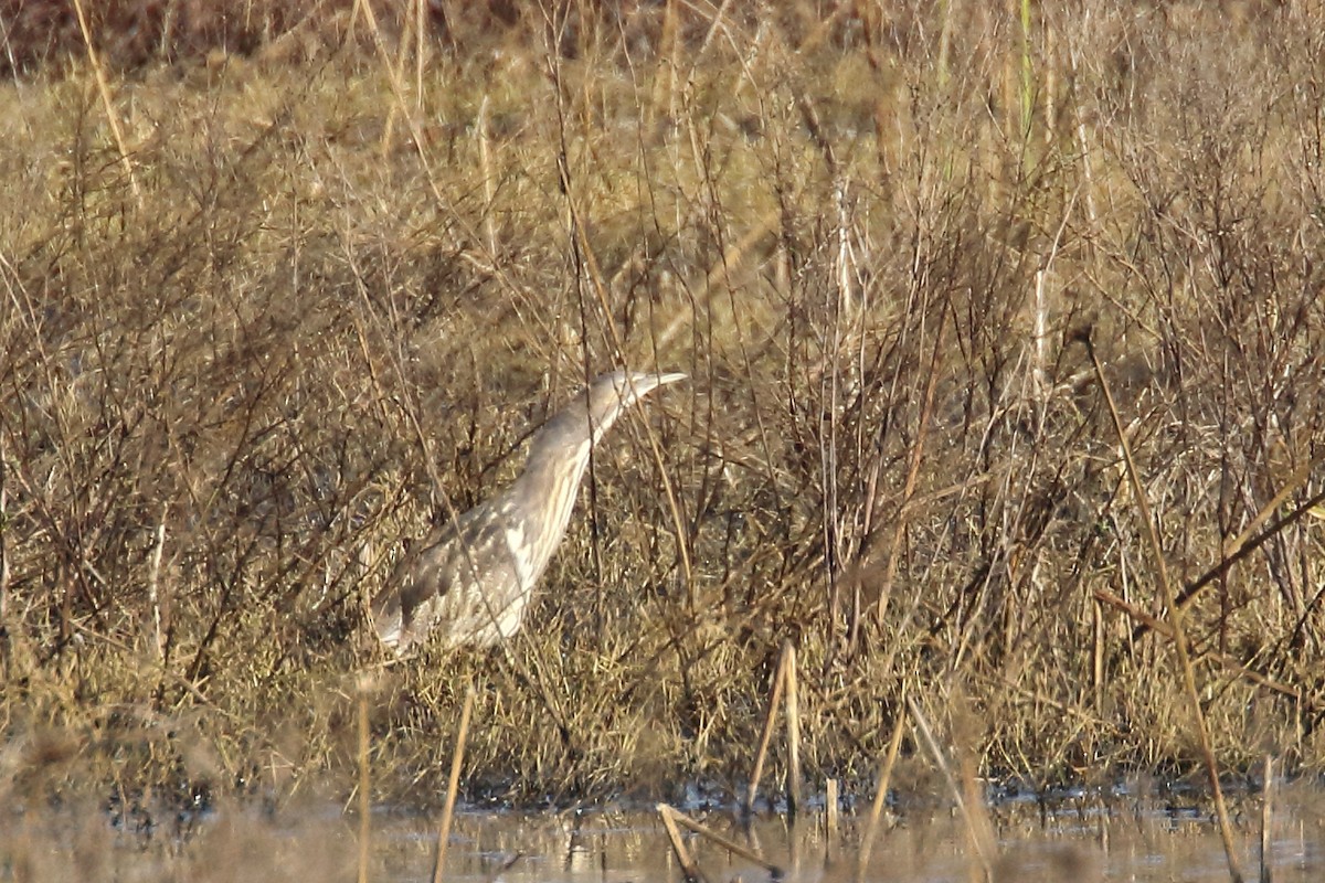 Australasian Bittern - ML171487581