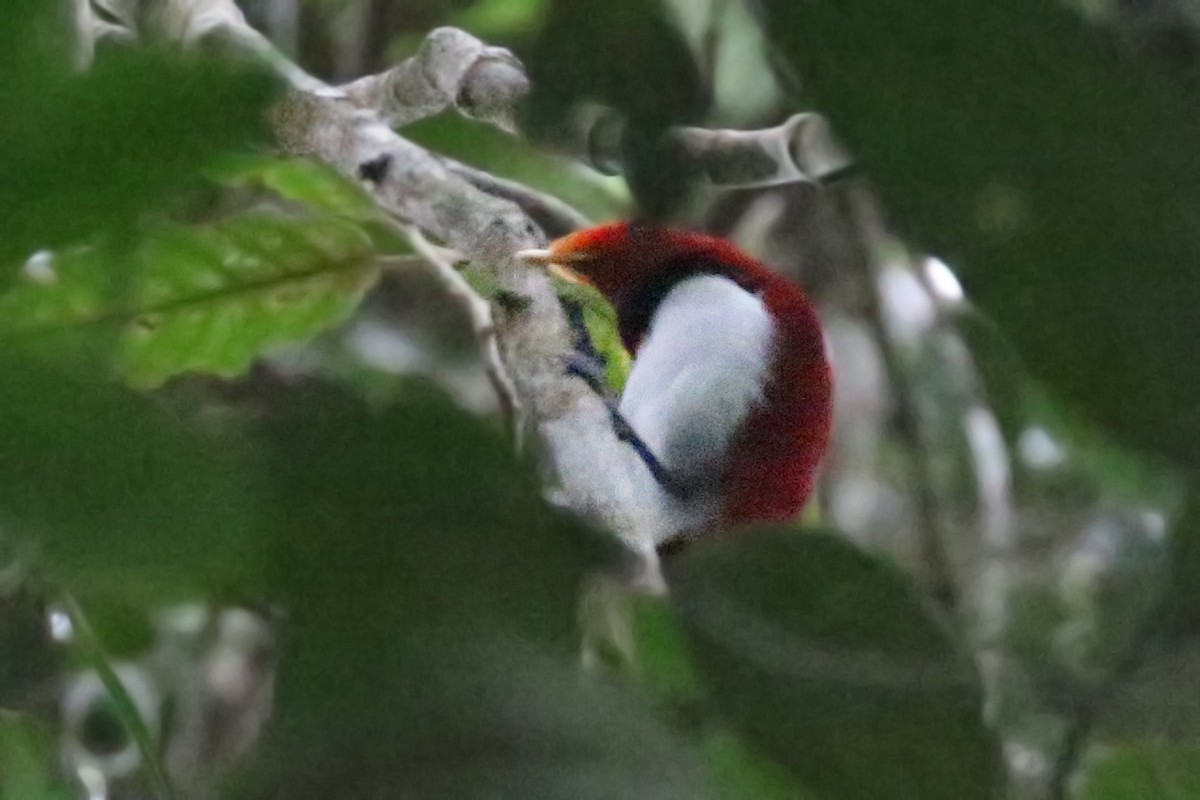 King Bird-of-Paradise - Charley Hesse TROPICAL BIRDING