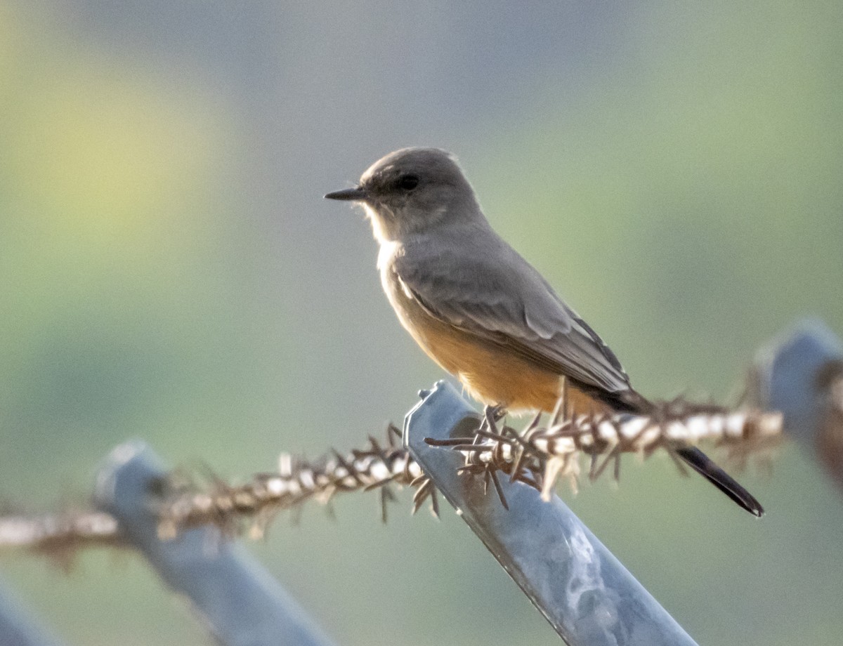 Say's Phoebe - ML171488201