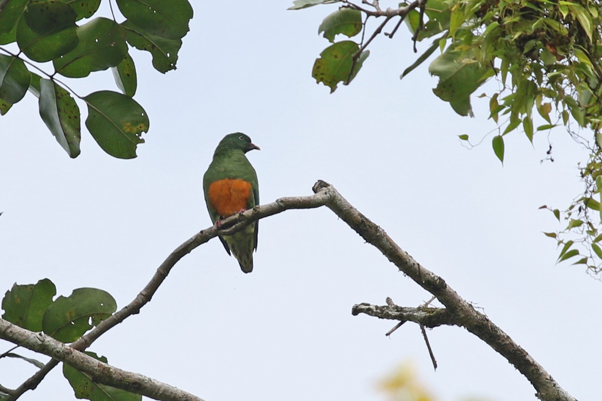 Orange-bellied Fruit-Dove - Charley Hesse TROPICAL BIRDING