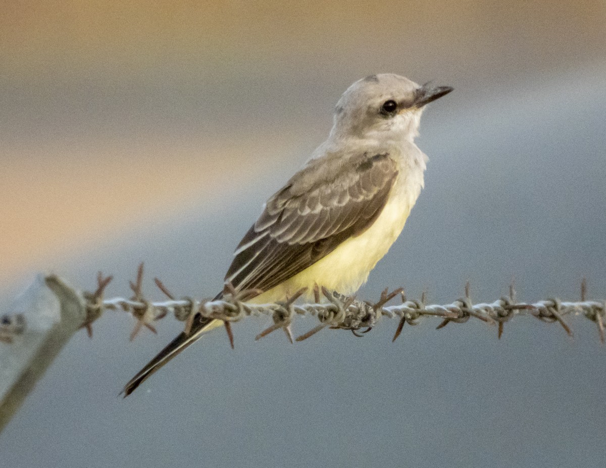 Western Kingbird - Norman Pillsbury