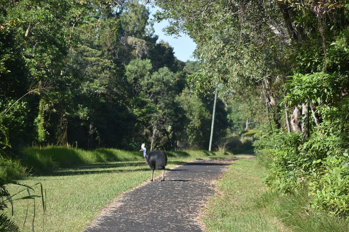 Southern Cassowary - ML171489061