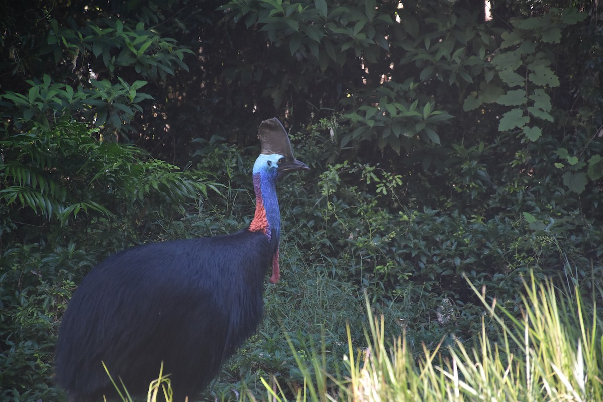 Southern Cassowary - ML171489081