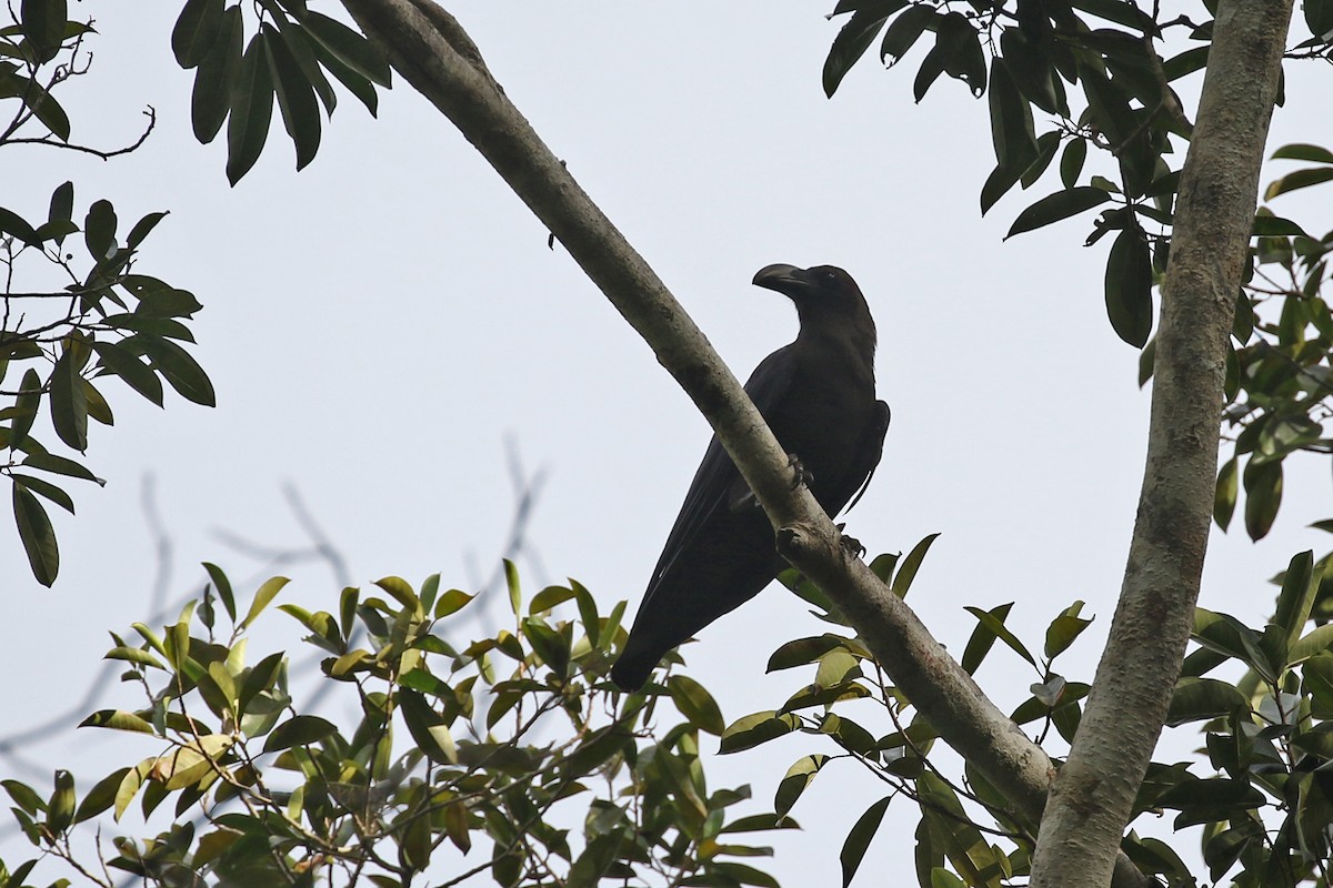 Brown-headed Crow - Charley Hesse • Naturally Adventurous Podcast