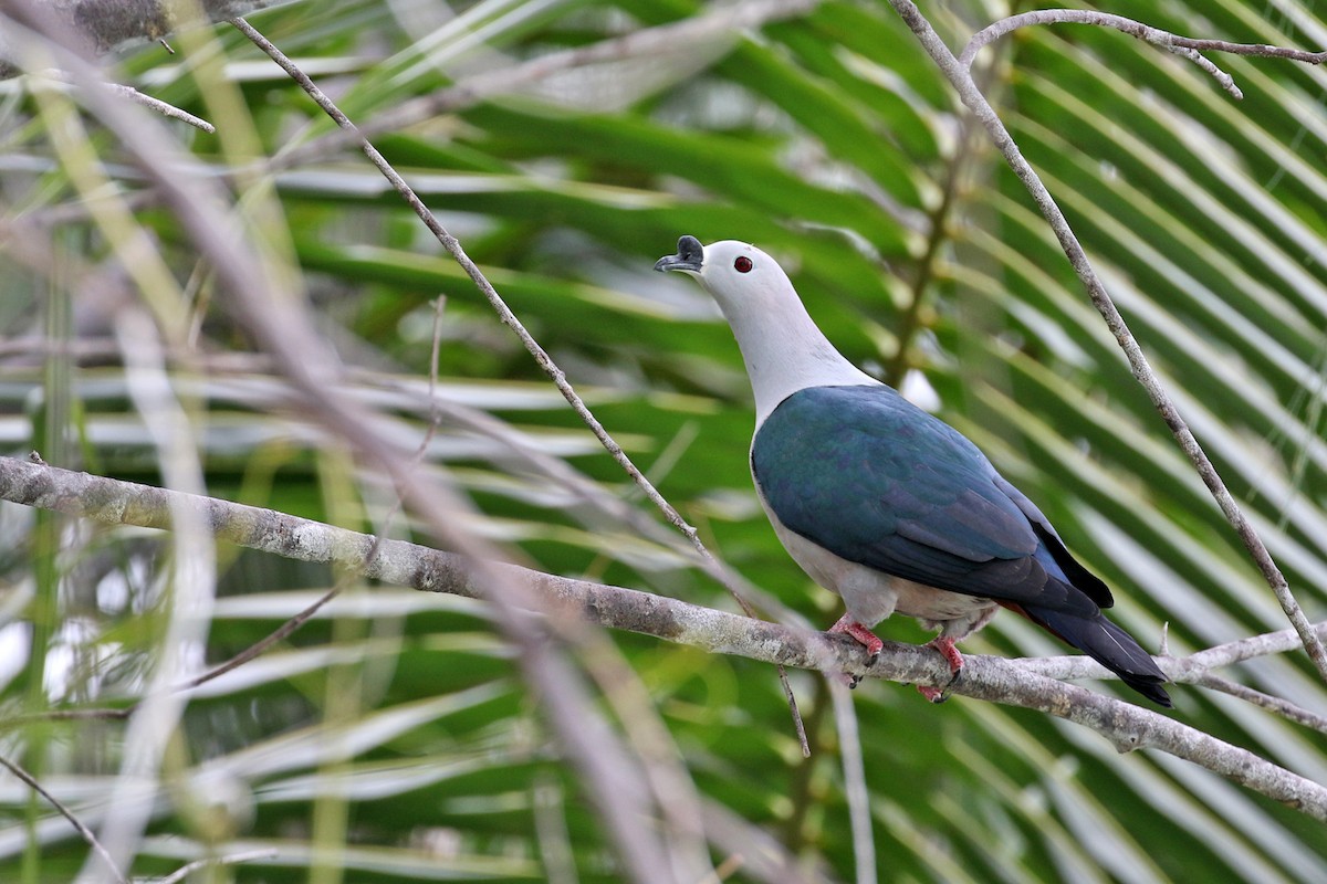 Spice Imperial-Pigeon - Charley Hesse • Naturally Adventurous Podcast
