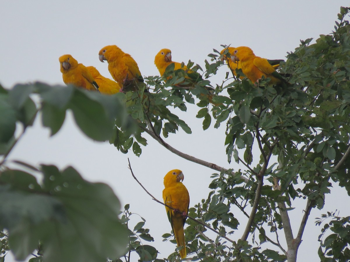 Golden Parakeet - ML171491011