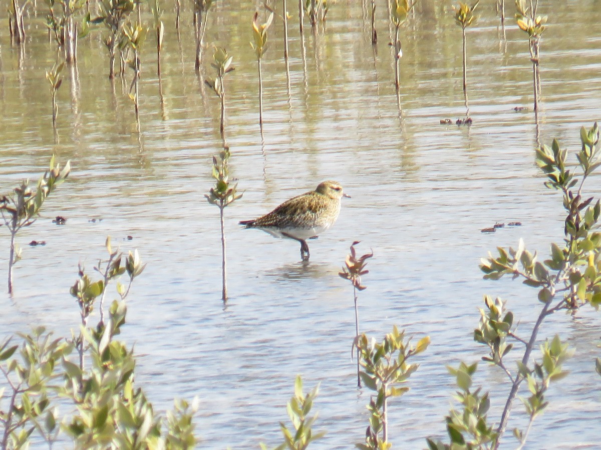 European Golden-Plover - ML171493251