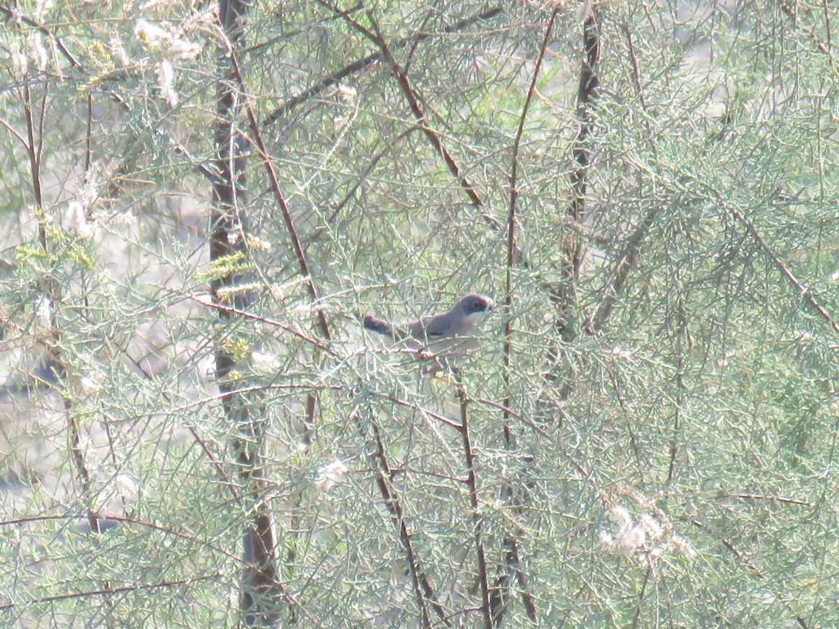 Menetries's Warbler - ML171493291