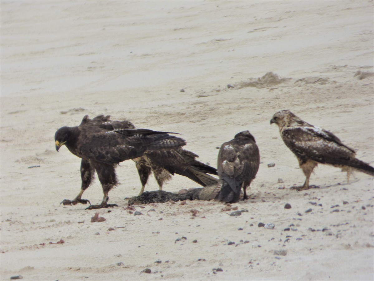 Galapagos Hawk - ML171493911