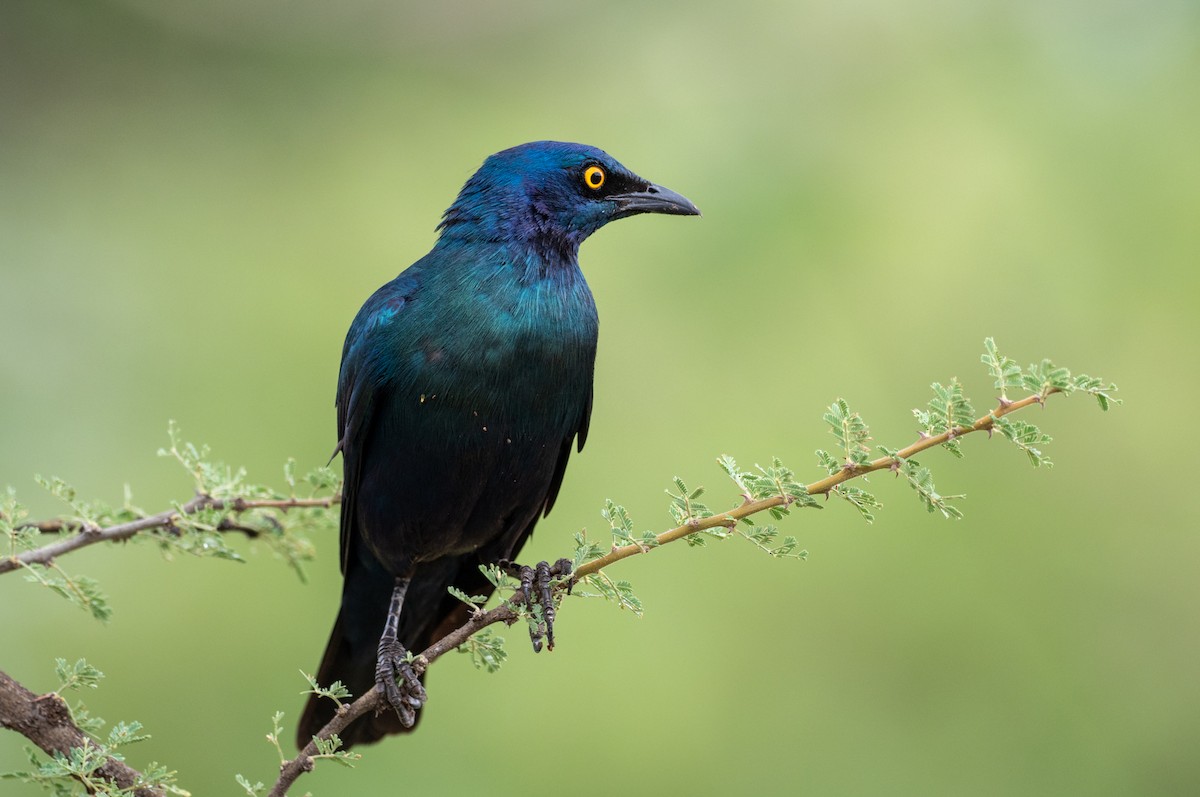 Choucador à oreillons bleus - ML171493951