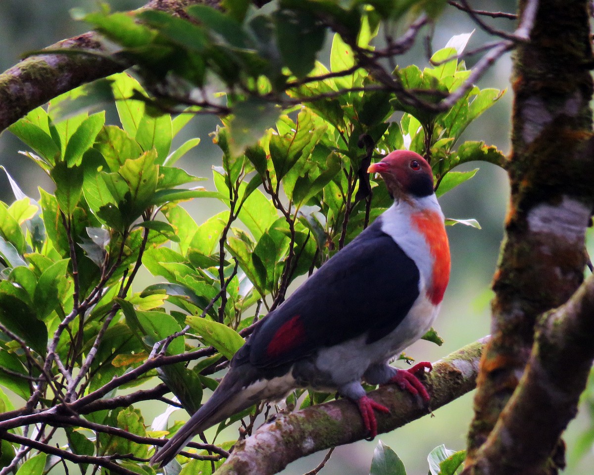 Flame-breasted Fruit-Dove - ML171496291