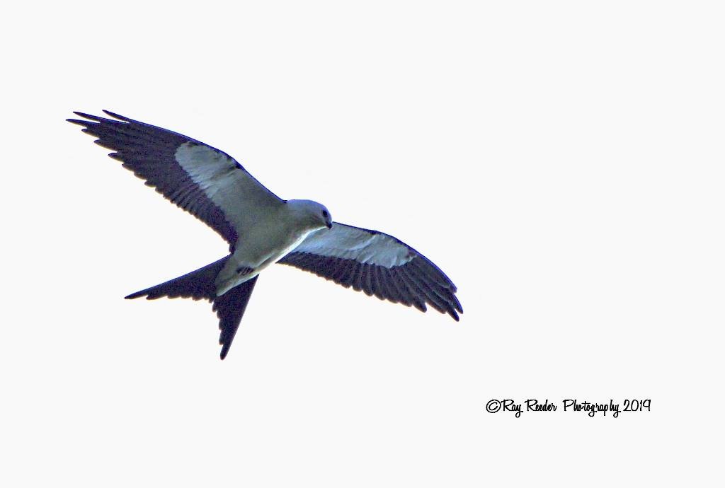 Swallow-tailed Kite - Ray Reeder